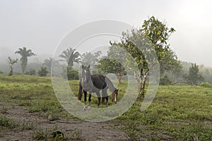 Horse in fog at jungles farm in South America