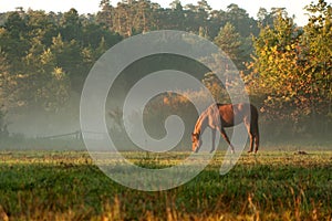 Horse on fog meadow in morning