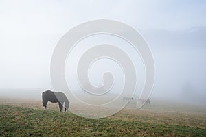 Horse in the fog on a mountain pasture