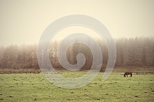 Horse with fog and vintage effect