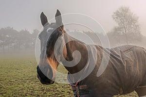 Horse on a foggy misty morning