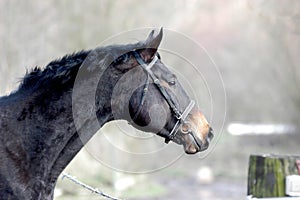 Horse at foggy morning