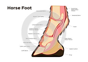 Horse foot and leg anatomy / infographic chart vector