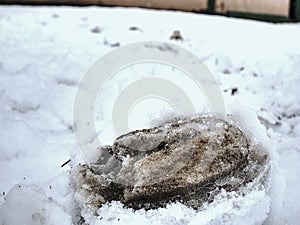 Horse foot print in snow covered ground