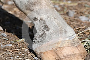 Horse foot showing mud foot or pastern dermatitis