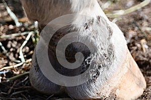 Horse foot showing mud foot or pastern dermatitis