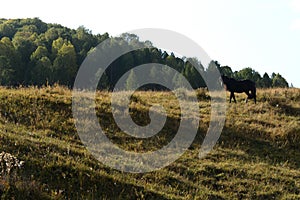 A horse in the foothills of the Tigirek range. Altai Territory. Russia