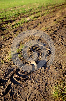 Horse footprints seen in soft mud near a farm field.