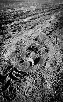 Horse footprints seen in soft mud near a farm field.