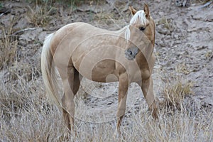 Horse Foraging in Big Bend National Park