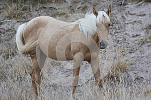 Horse Foraging in Big Bend National Park