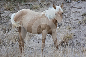 Horse Foraging in Big Bend National Park
