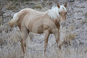 Horse Foraging in Big Bend National Park