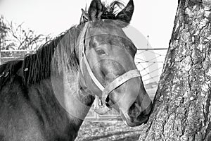 A horse in the forest black and white