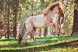 Horse in a forest at misty sunrise. Wild mountain horses.
