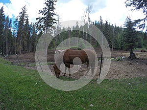 Horse in the forest in Montana