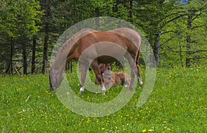 Horse and foul at pasture