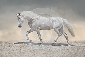 Horse free run in desert