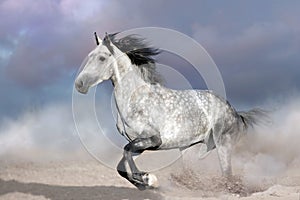 Horse on desert dust