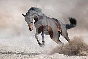 Horse free run fast