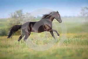 Horse free run in field