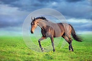 Horse free run on green grass
