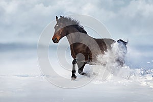 Horse free run in snow