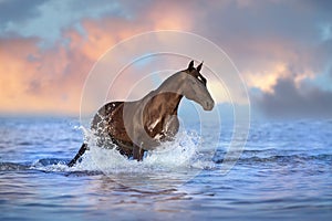 Horse free run in water