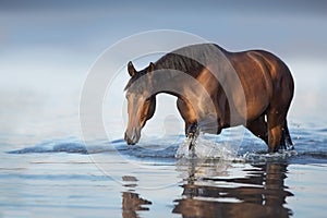 Horse free walk in water