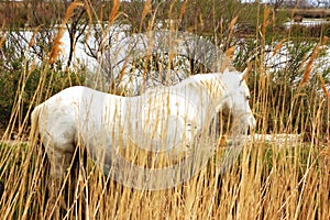 Horse in freedom - Camargue - France