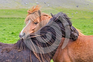 Horse friendship