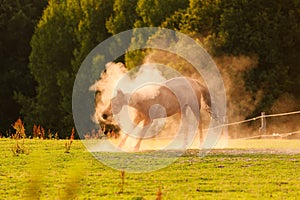 A horse frolicking in the dust on a meadow at sunset photo