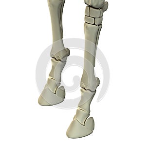 Horse Front Leg Bones - Horse Equus Anatomy - isolated on white