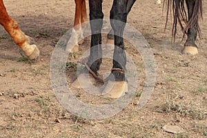 Horse front legs tied with rope close up