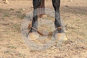 Horse front legs tied with rope close up