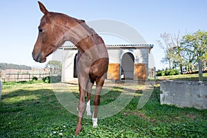 Horse in front of stables