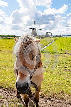 Horse in front of three windmills at leidschendam, Netherlands