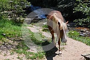 Horse in front of the waterfall on the countryside of Hogsback, South Africa