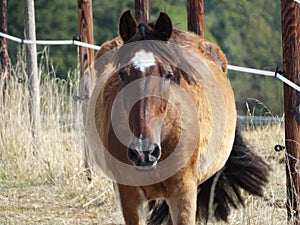 Horse front who is looking to you