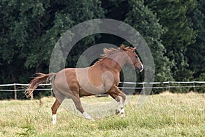 Horse gallop beautiful free on paddock