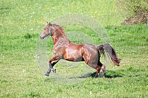 Horse gallop and bucking free on meadow outside