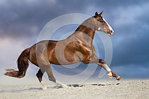 Horse gallop in desert