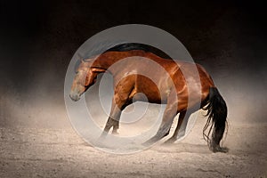 Horse gallop in desert