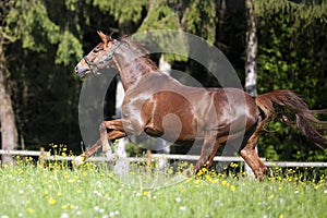 Horse gallop free outside on meadow