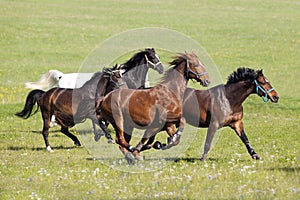 Horse gallop free outside on meadow