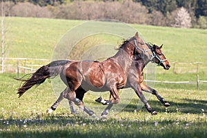 Horse gallop free outside on meadow