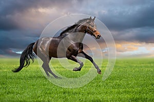 Horse gallop on a green grass