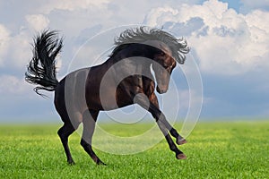 Horse gallop on a green grass