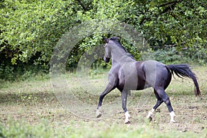 Horse gallop outside in meadow and run away