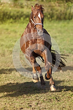 Horse gallop powerful free in paddock frontal